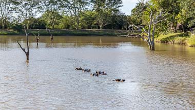Bird Watching | Phelwana Game Lodge